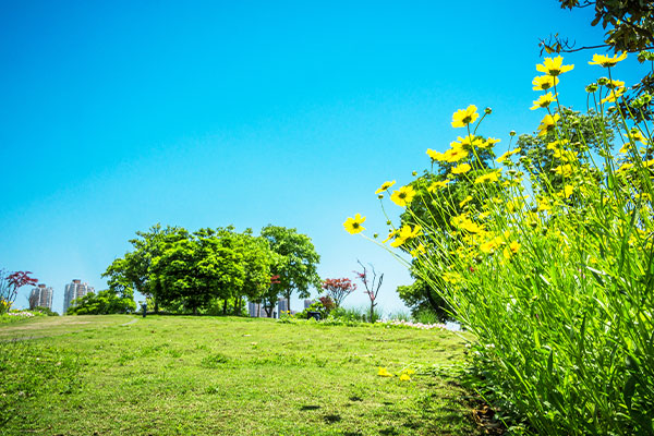 Sommerlandschaft